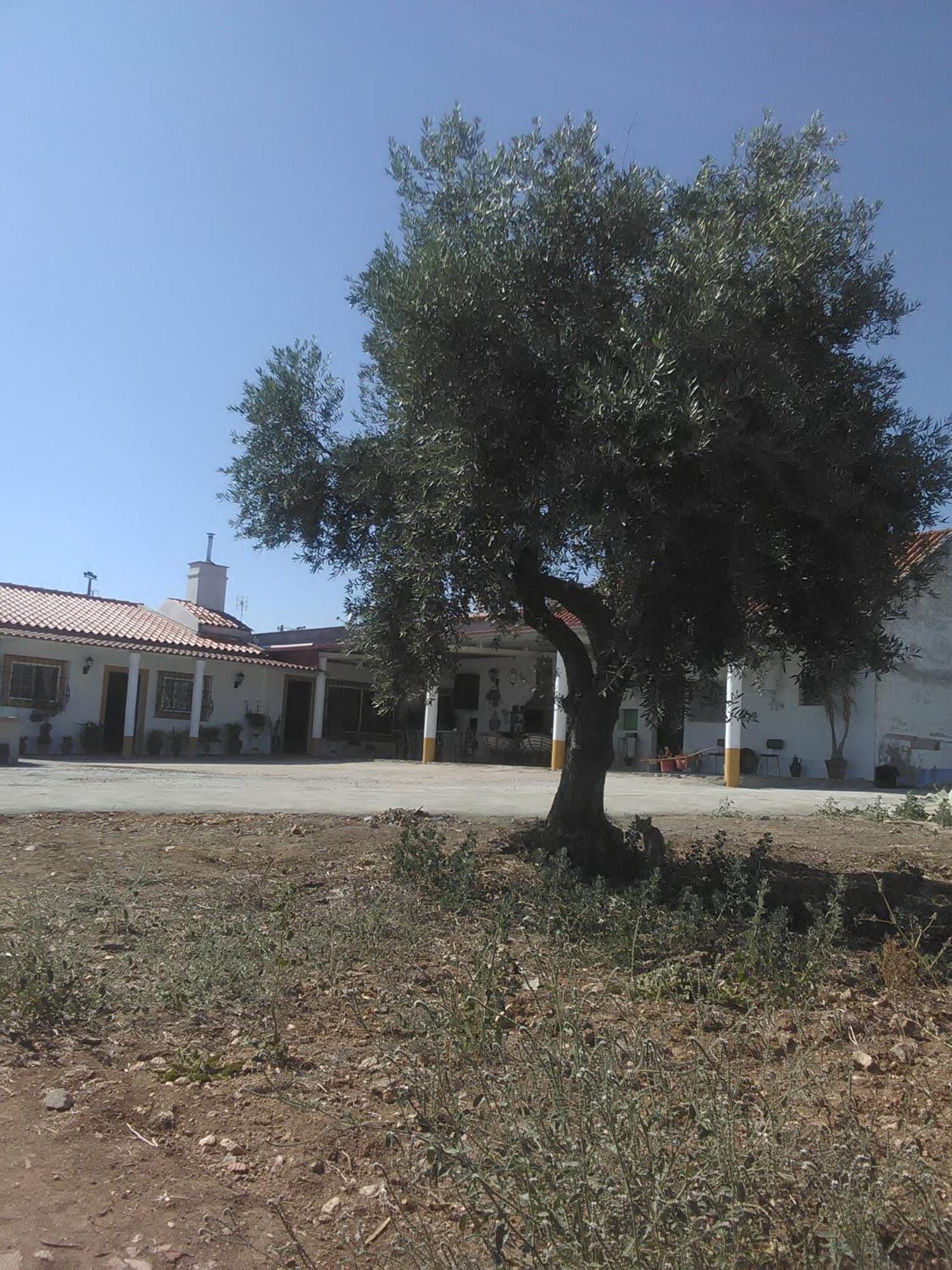 Quintinha Dos Pombinhos Villa Montoito ภายนอก รูปภาพ