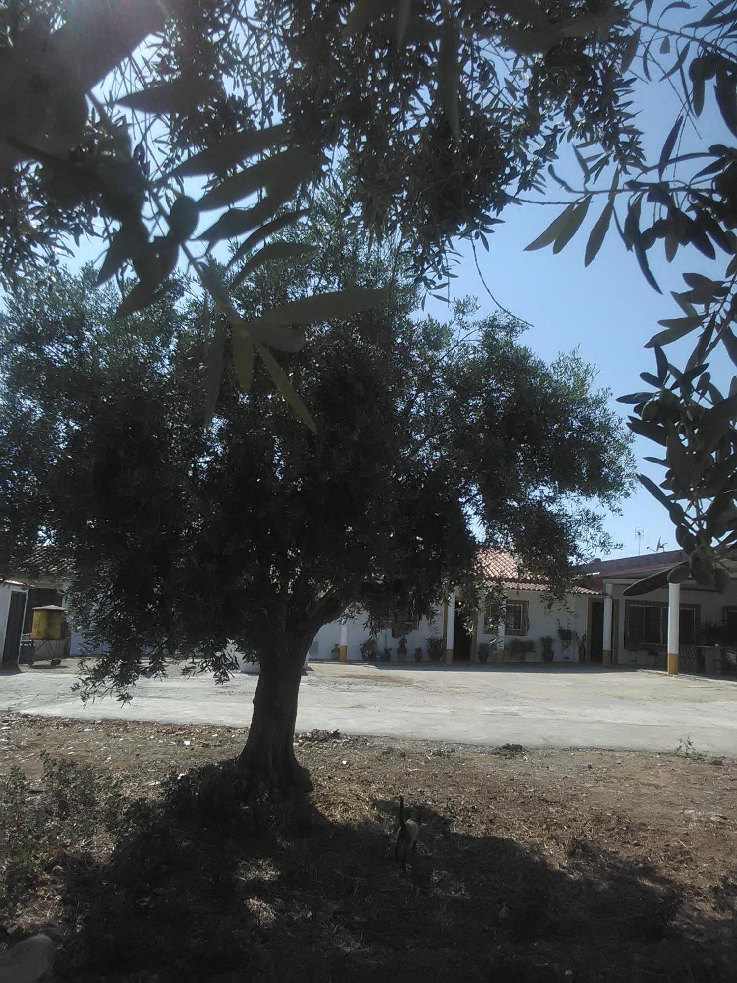 Quintinha Dos Pombinhos Villa Montoito ภายนอก รูปภาพ